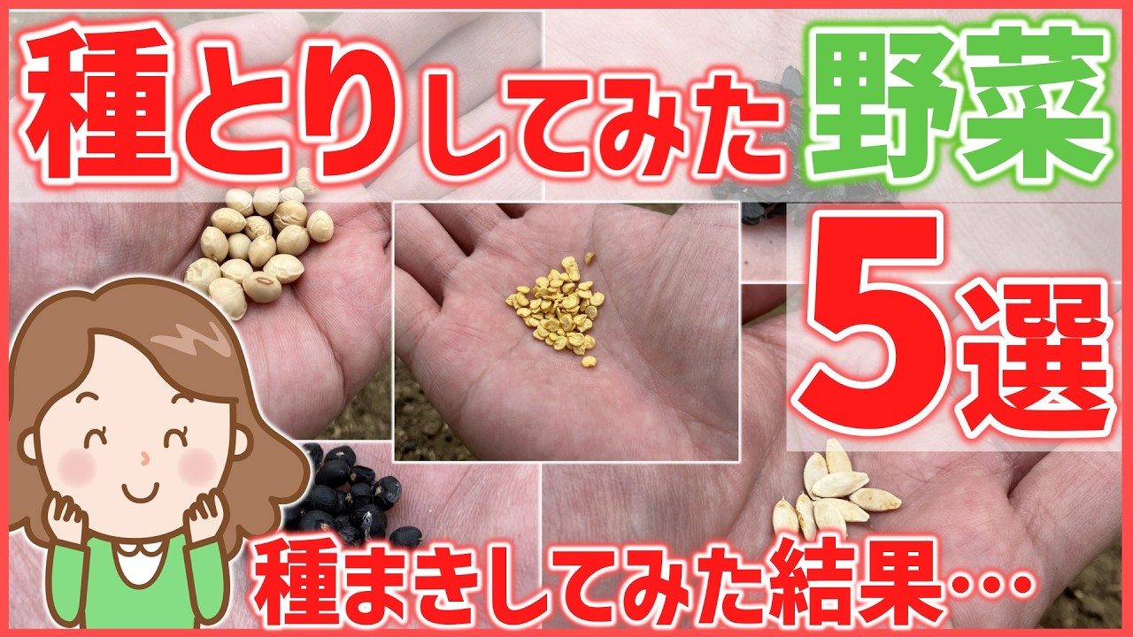 【家庭菜園】発芽なるか？種取りして育ててみた野菜5選