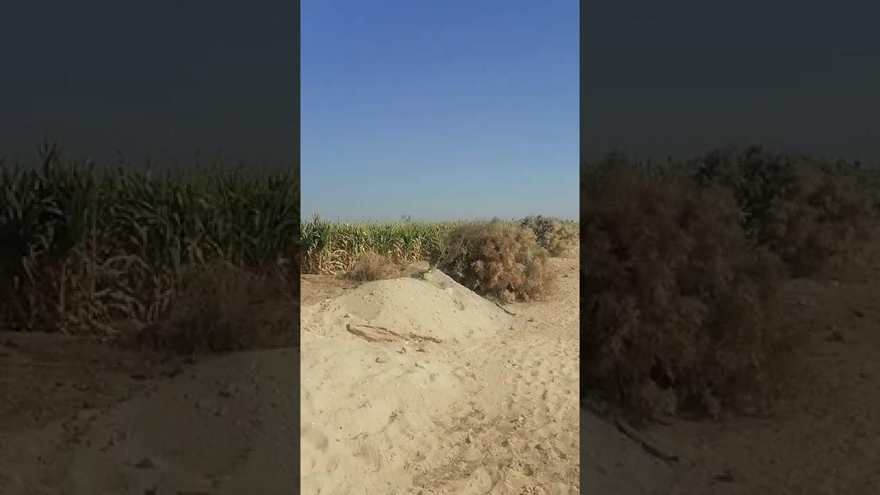 #مزارعنا