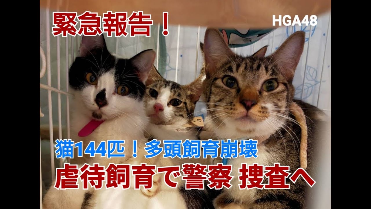 【緊急レポ】猫144匹！神奈川県で