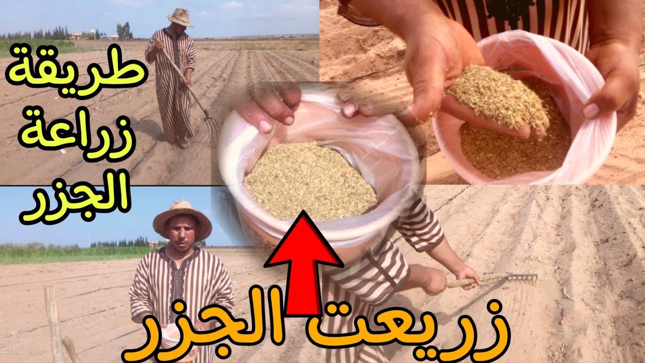 طريقة زراعة الجزر 🥕 مع سعيد الفلاحtv