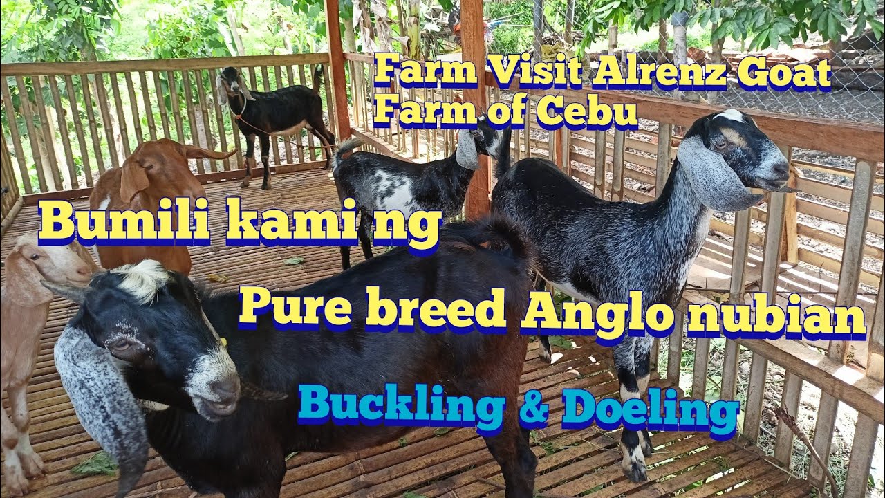 Nakabili kami ng dalawang Purebred Anglo Nubian Buckling and Doeling | Farm visit Alrenz Goat Farm