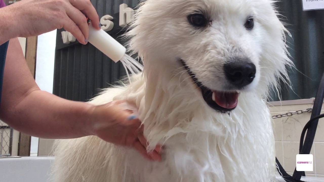 Pet/ Animal Groomer career - A day in the work life