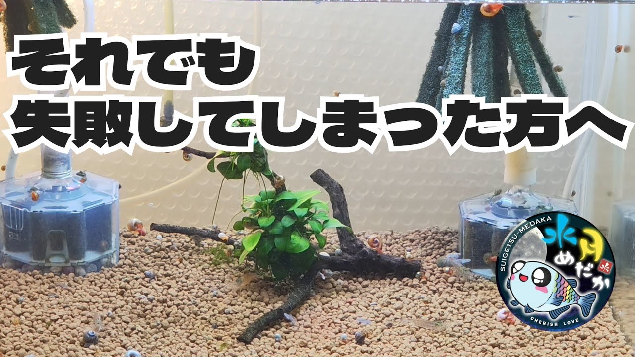 【室内飼育】上手くいかない原因を探る動画