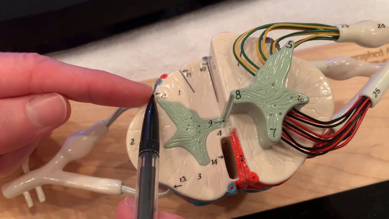Spinal Cord Model