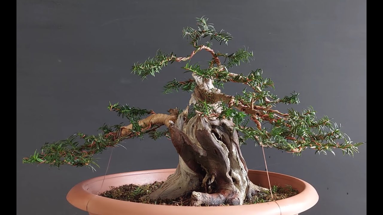 Taxus Bonsai Step 2
