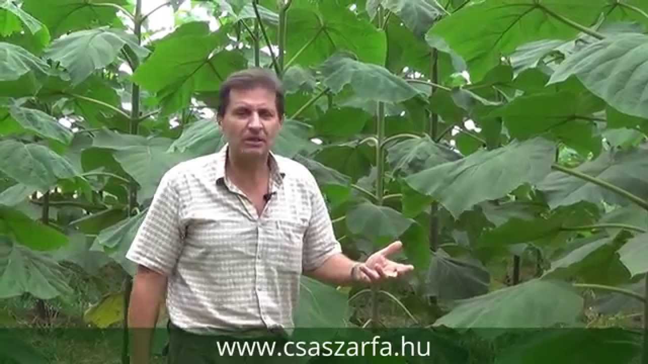 Császáfa gondozási tanácsok
