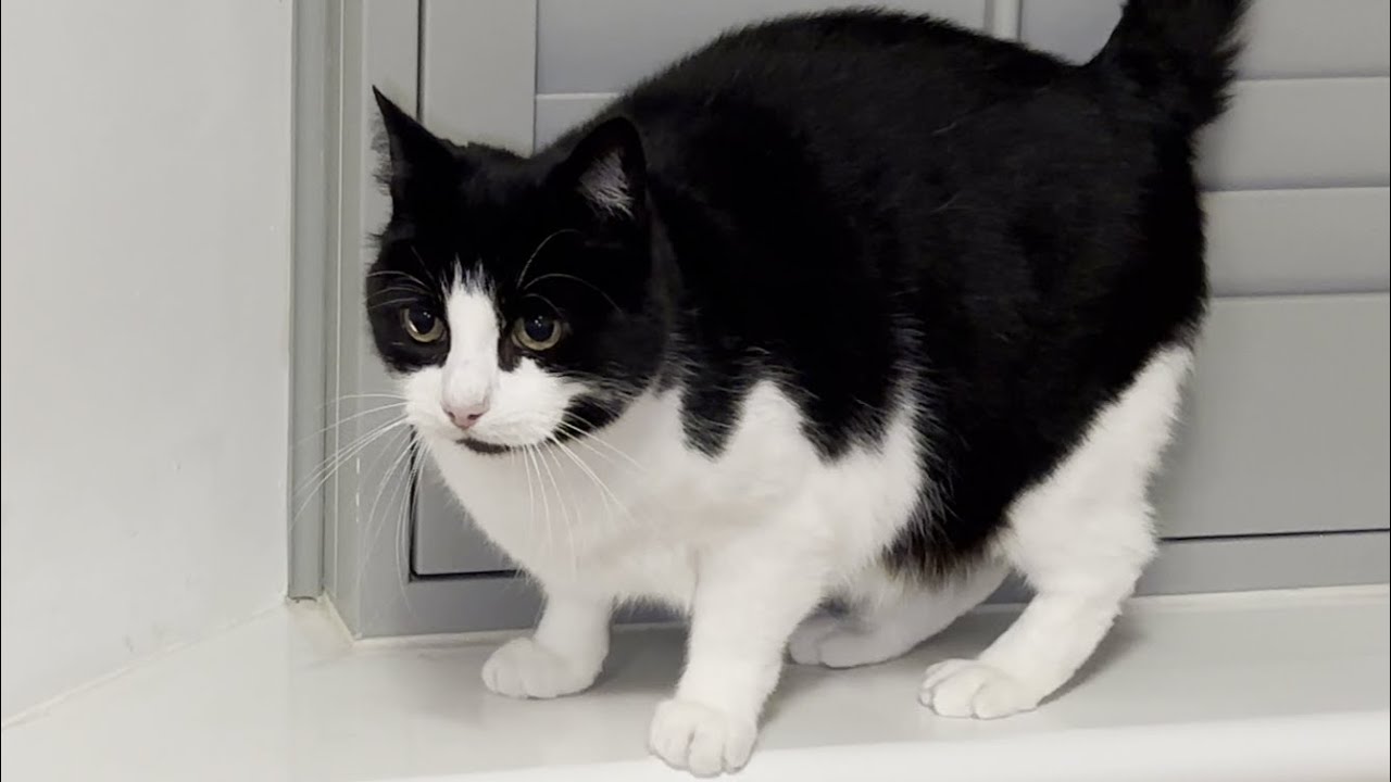 Cat Zoomies & Barking