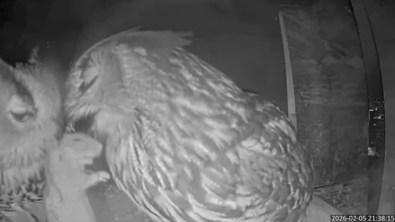NABU Marburg- Uhu °5. Februar '26 🐀 Mr. Bubo macht es spannend