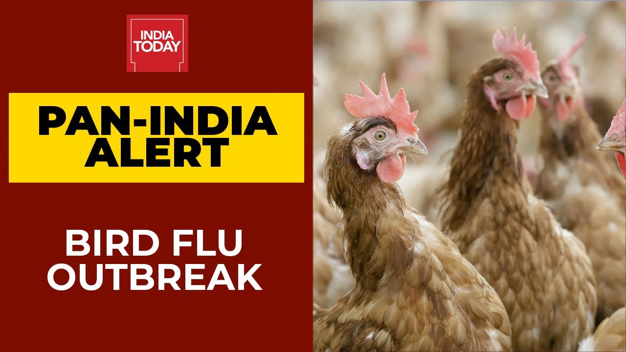 Bird Flu Outbreak Spreads In India, Avian Influenza Has Been Confirmed In Delhi, Mumbai