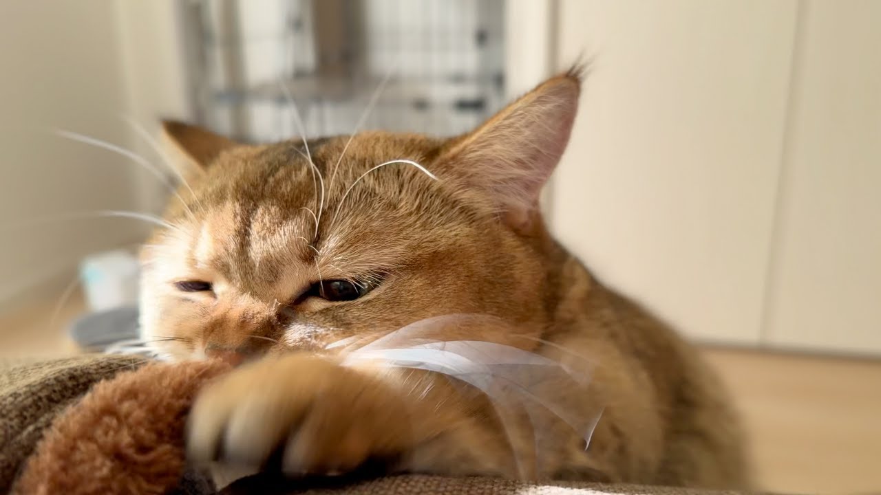 捕まえたいの！！猫じゃらしが大好きな短足マンチカン🐈🌰