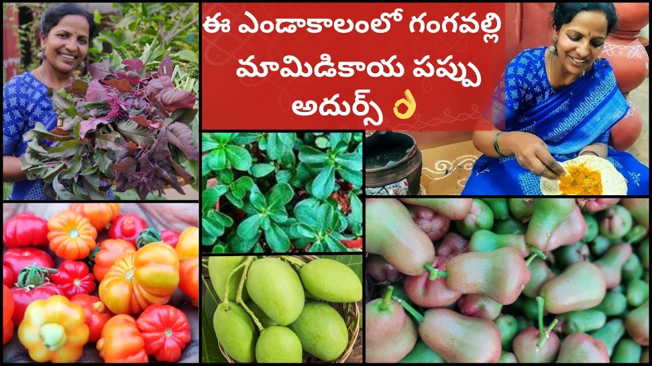 మిద్దె తోటలో వాటర్ ఆపిల్స్🍎,గంగవల్లి మామిడి కాయ పప్పు సూపర్ 👌#terracegarden #harvest #fruits