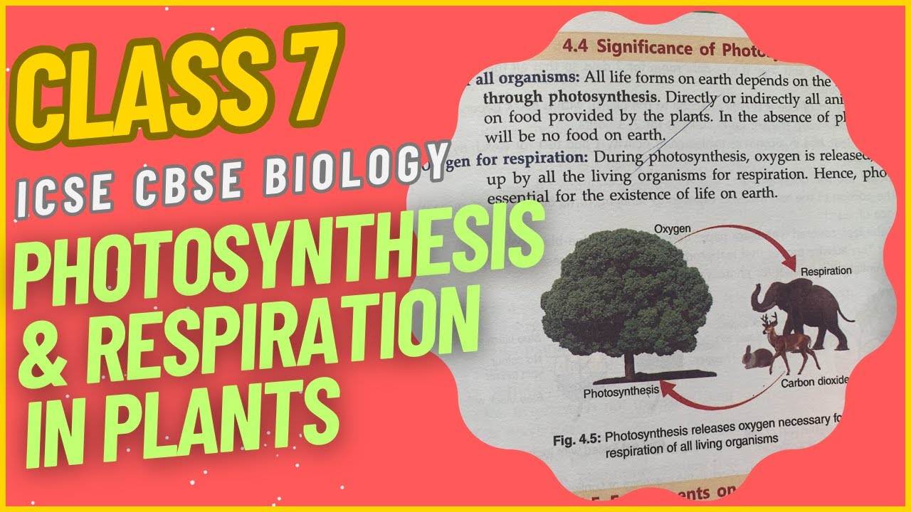 CLASS 7 ICSE Tutorial: Photosynthesis and Respiration in Plants || Biology || ICSE