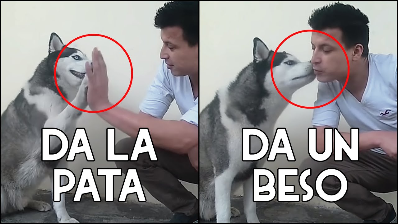 Cómo ENSEÑAR a tu perro a DAR LA PATA y DAR UN BESO en pocos pasos (Ejemplos con un Husky Siberiano)