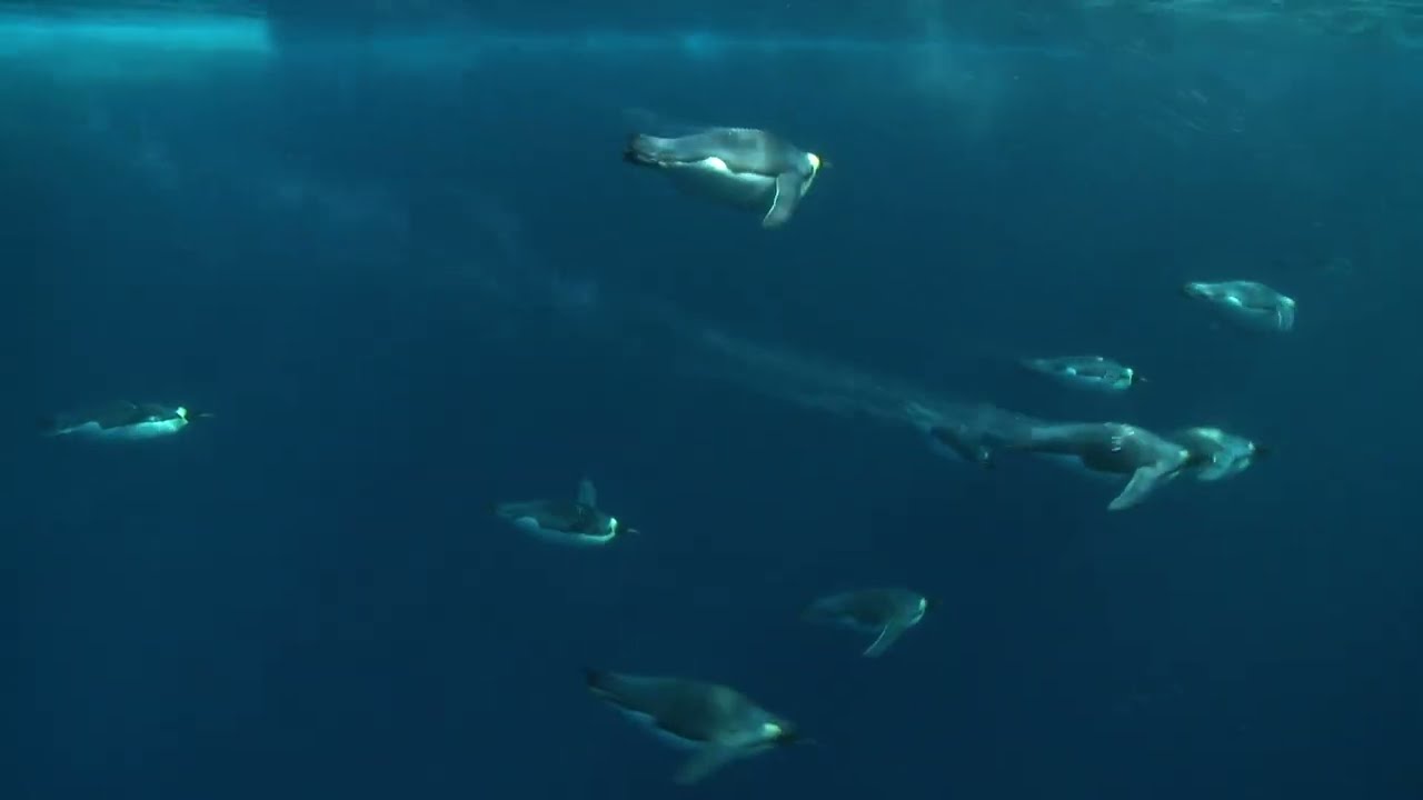 Emperor penguins diving and swimming in cold ocean water. 南極の海を泳ぐコウテイペンギン