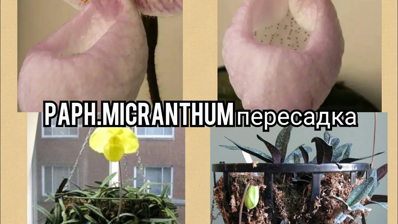 #Пересадка#Paph#micranthum#Paphiopedilum#micranthum