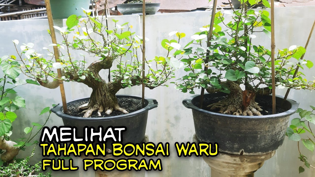 REVIEW WARU FULL PROGRAM TAHAPAN DARI PROGRAM AKAR SAMPAI FINISHING