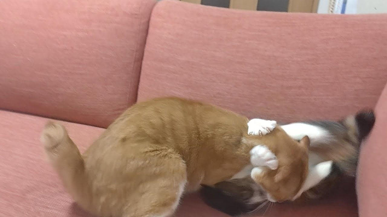 頭を噛んだ猫（倍返しにゃ！）
