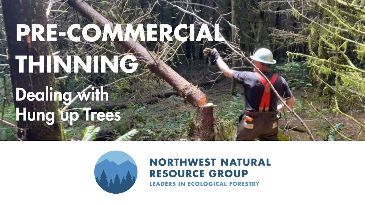 Pre-Commercial Thinning - Dealing with Hung up Trees