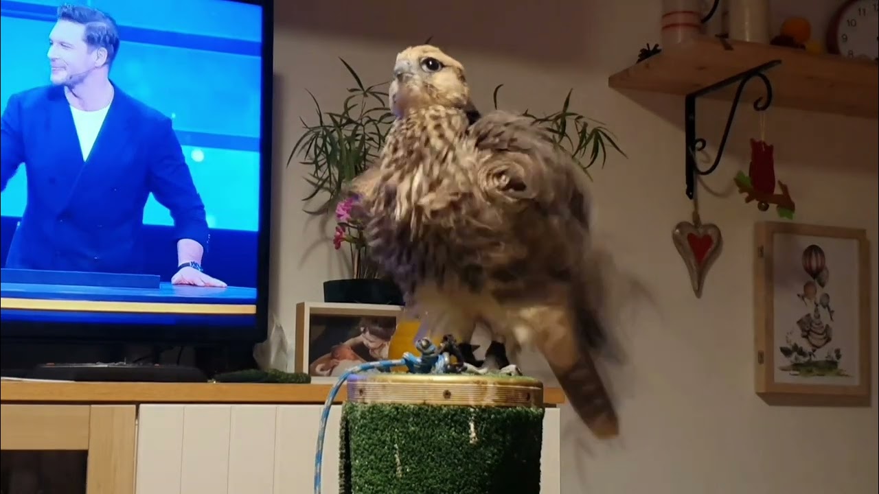 Sto sekund o sokolnictwie cz.1