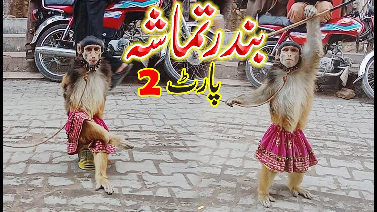 Bandar ka Tamasha In Pakistan | Bandar ka Khel | Naughty Monkey Funny Video Top Funny Comedy VG TVpk