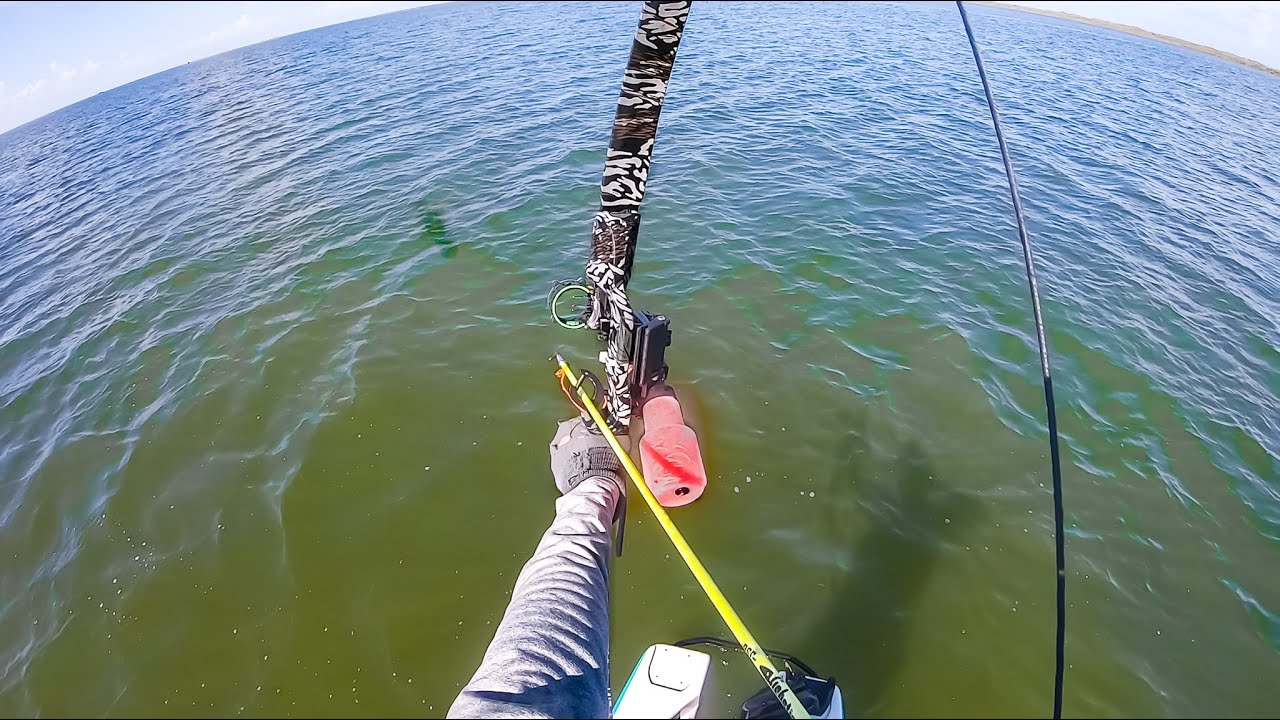 BOW FISHING saltwater fish to eat - black drum stingrays