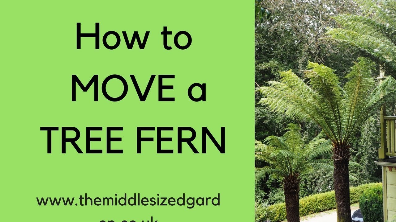 How to move a tree fern