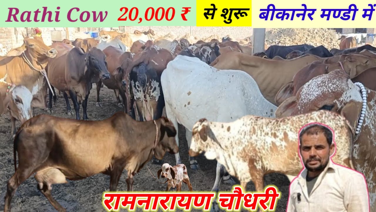 Rathi Cow, 20,000 ₹ से शुरु, बीकानेर मण्डी में, बोर्डर एरिया की शुद्ध राठी,@PremAgroFarm