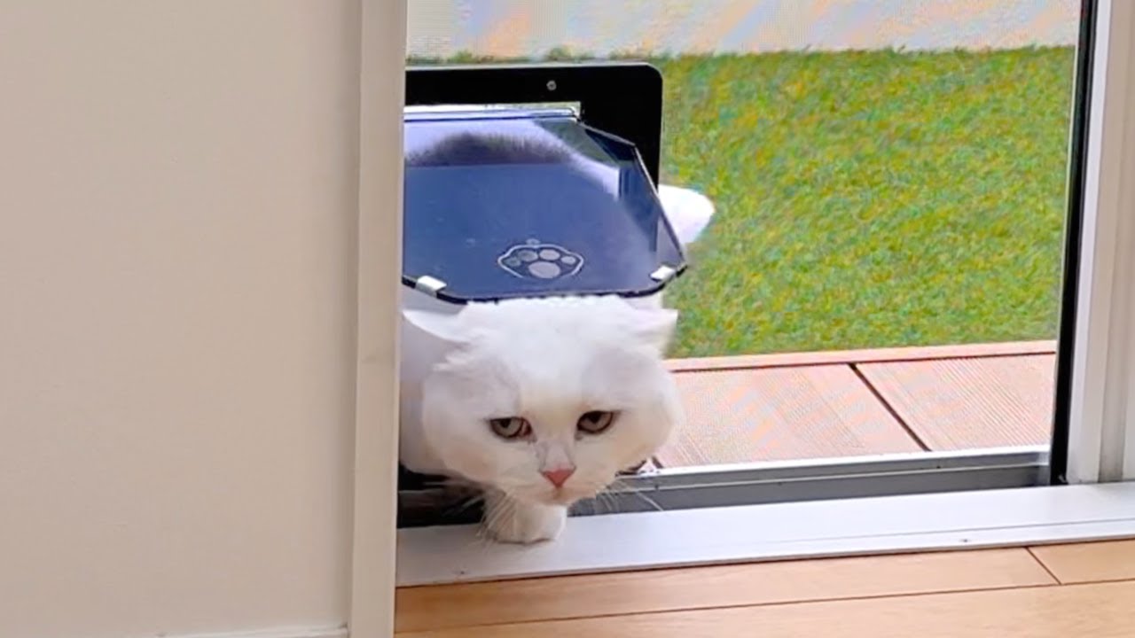 外に出てすぐ「寒っ、やっぱムリ」って顔で引き返す猫がじわる…笑