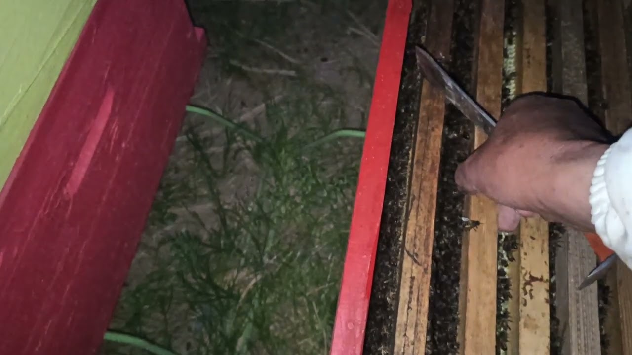 كم تستغرق خلية نحل متوسطة لبناء اطارين  شمع
