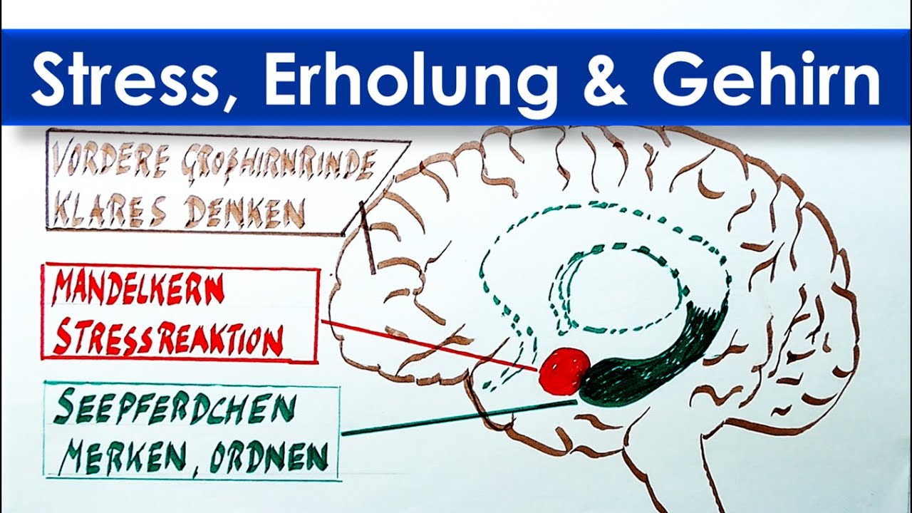 STRESS - ADRENALIN & CORTISOL - Wo es entsteht und wie Du es durch Pausen abbaust.