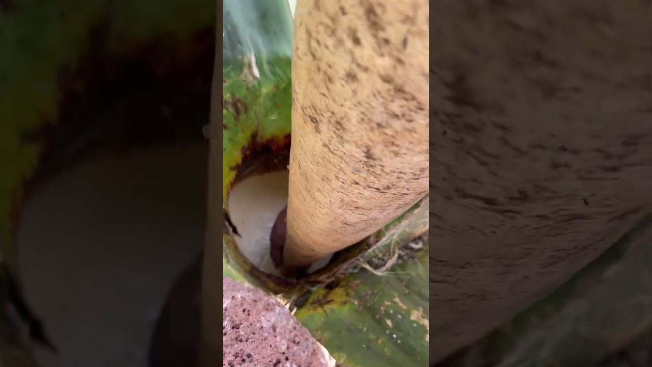 Sacando el aguamiel para pulque 🫶🏻