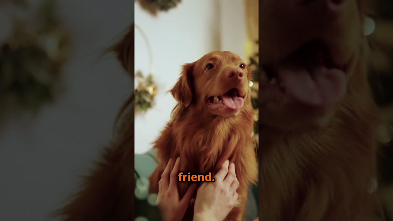 10 Reasons To Get a Nova Scotia Duck Tolling Retriever