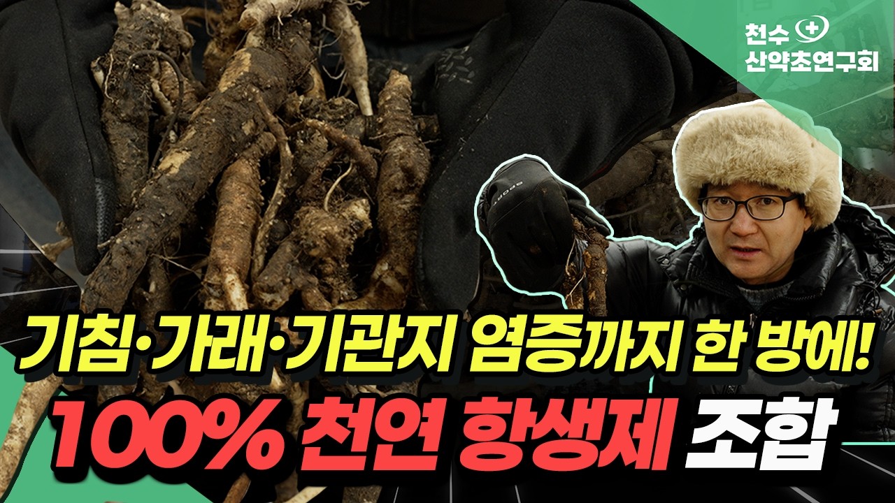 기침·가래·기관지 염증까지 한 방에! 100% 천연 항생제 약초 조합 공개