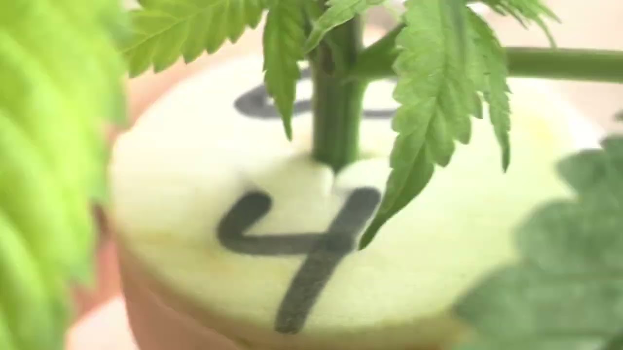 Citrus sap grow journal