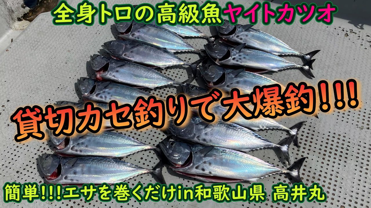 【和歌山県 カセ釣り】全身トロの高級魚ヤイトカツオが大爆釣!!!