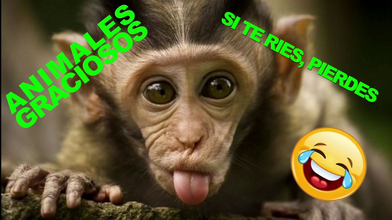 SI TE RÍES, PIERDES - ANIMALES MONOS GRACIOSOS VIDEO 2017 - videos de risa