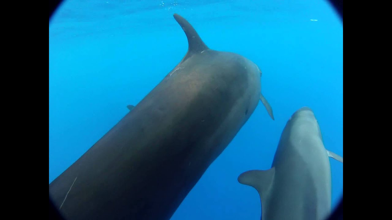 Hawaiian False Killer Whales (Pseudorca crassidens) Bowriding, marine debris