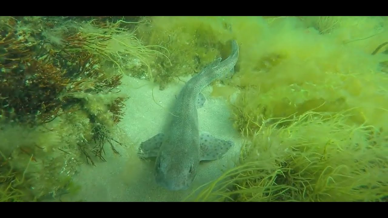 Sharks Everywhere at Anglesey North Wales 10.6.2023 - UK Shark Diving