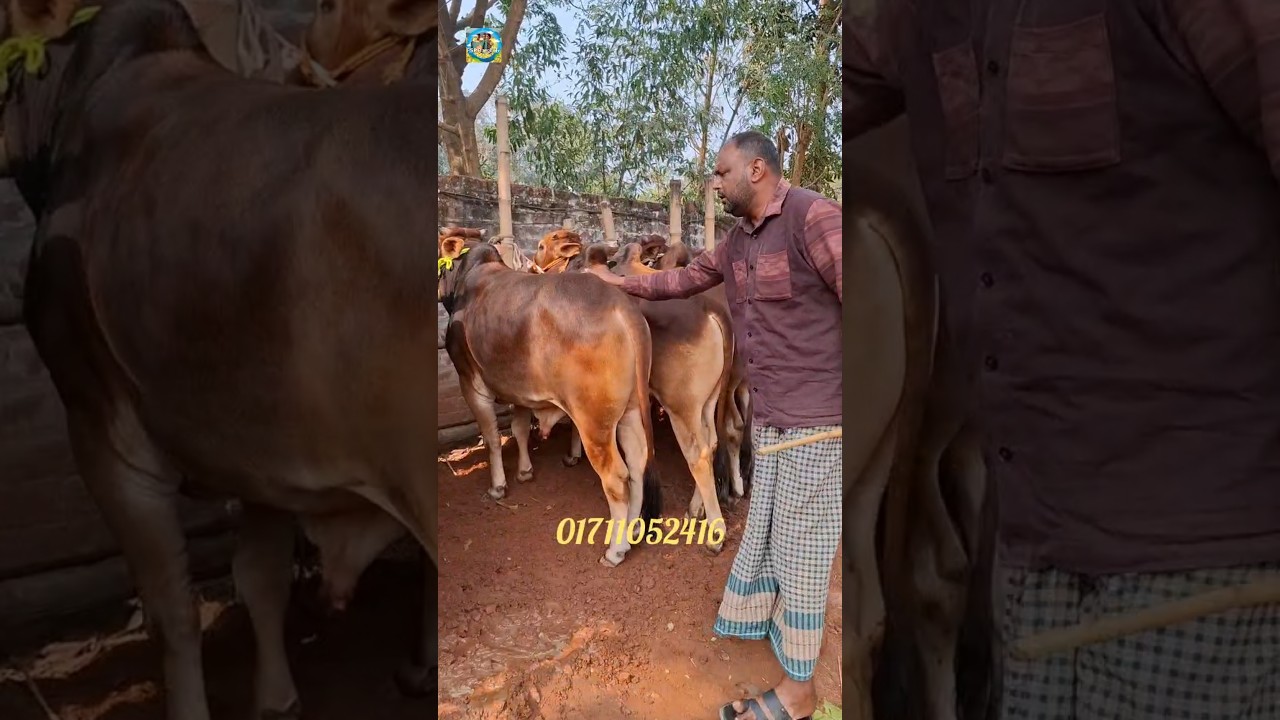 লটে দাম কত করে? 