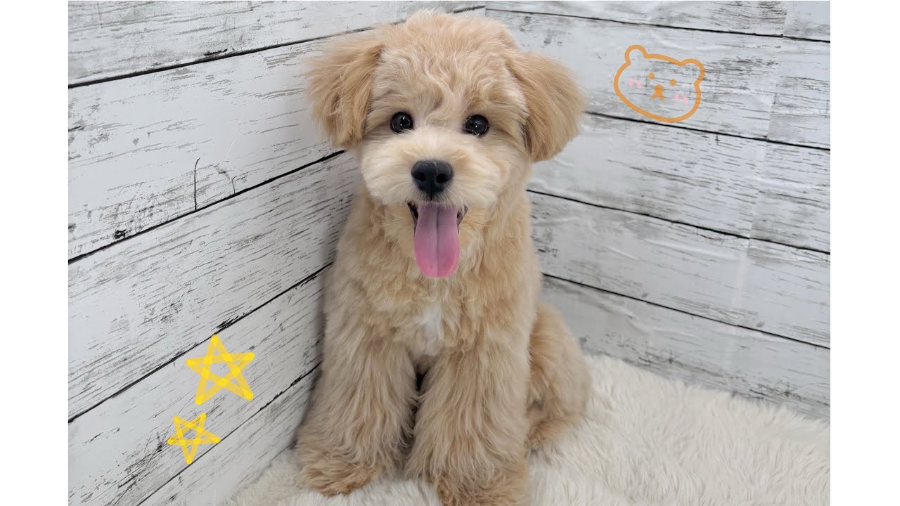 舌ペロで無邪気さ全開なマルプーくん🧸🌟 遊びに夢中な姿がとっても可愛い💕
