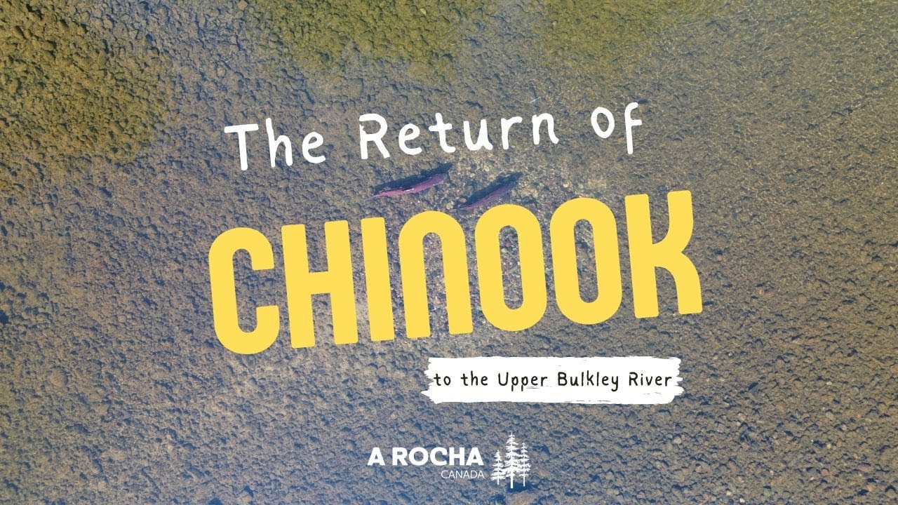 Chinook Salmon Return to the Upper Bulkley River