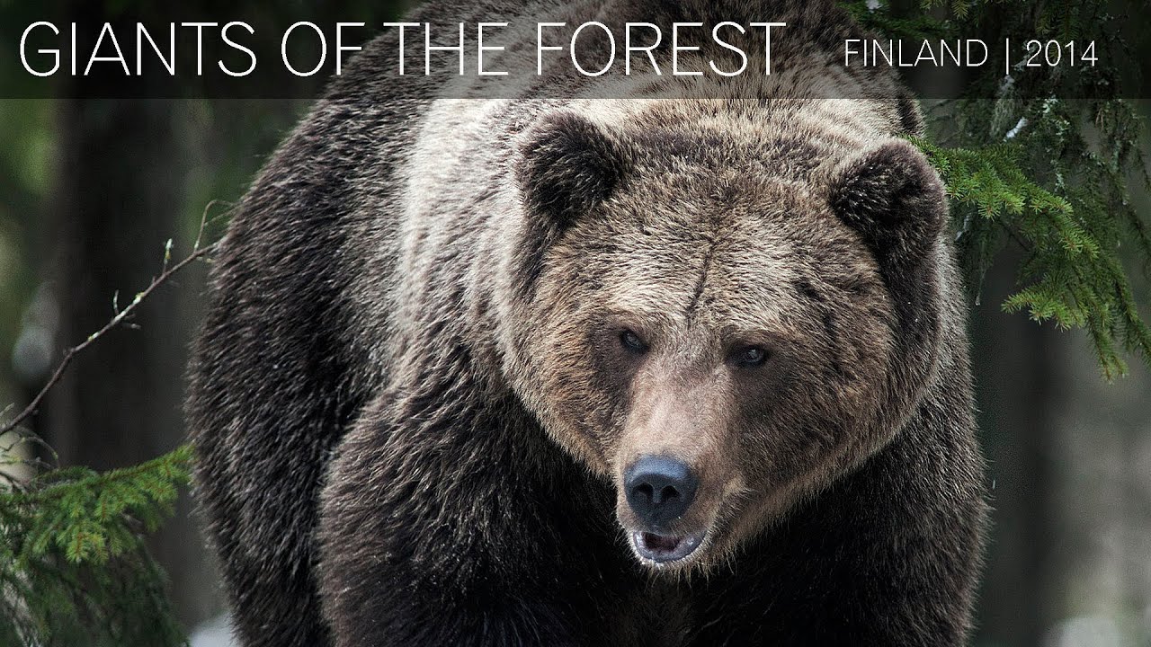 Wild Brown Bears - Finland | 2014