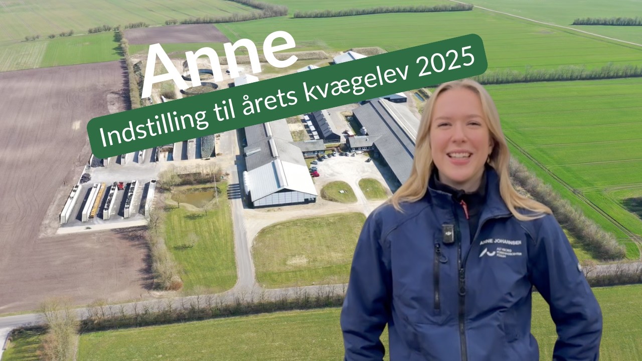 Anne indstilling til Årets kvægelev 2025