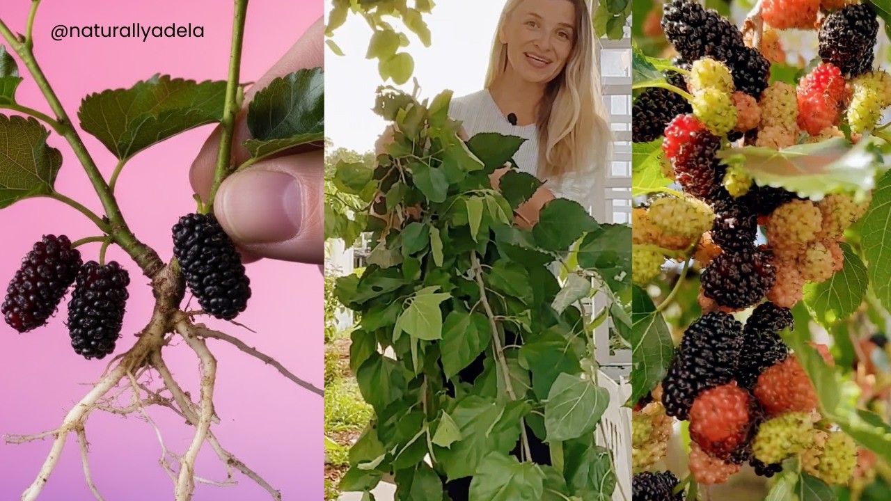 From Pruning to Planting: How Long Do Mulberry Cuttings Take to Root? 🌱 Real Time Growing Experience