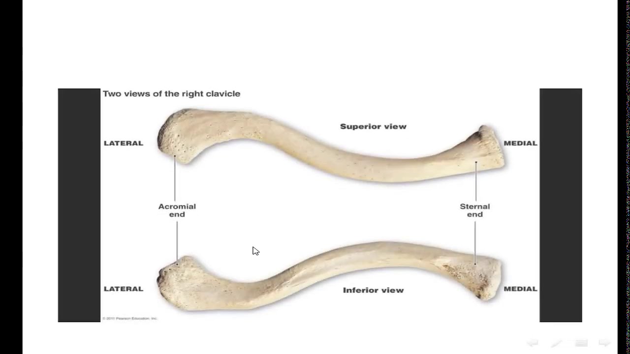 [[ Clavicle Bone ]] Bones of Shoulder