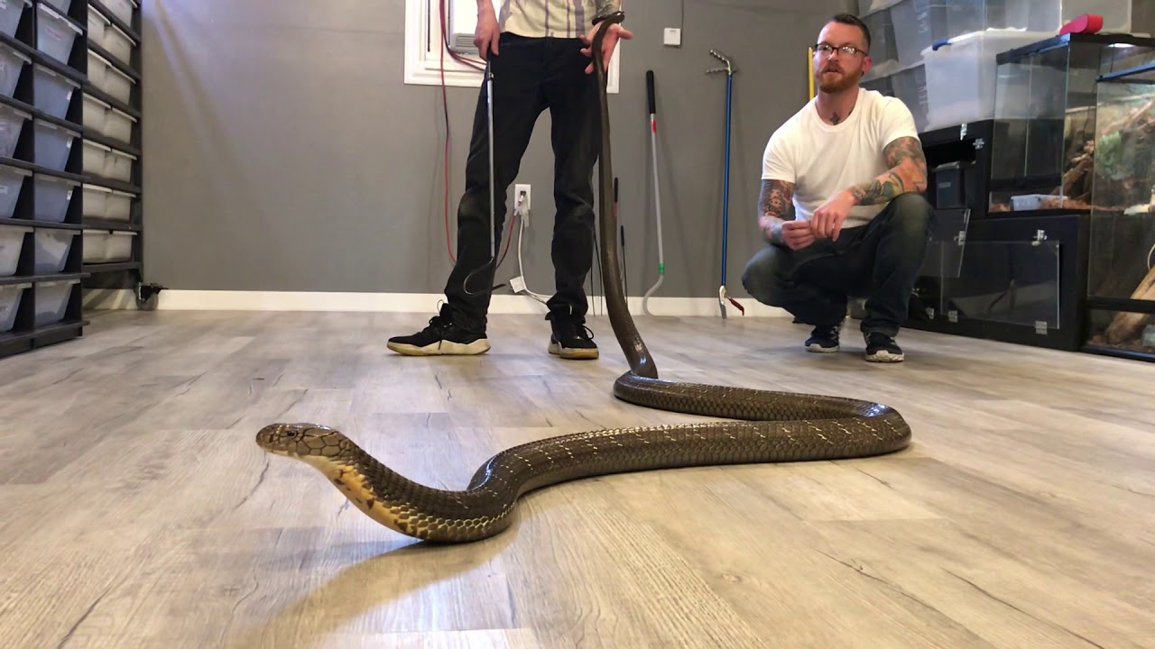 Facts about king cobras!