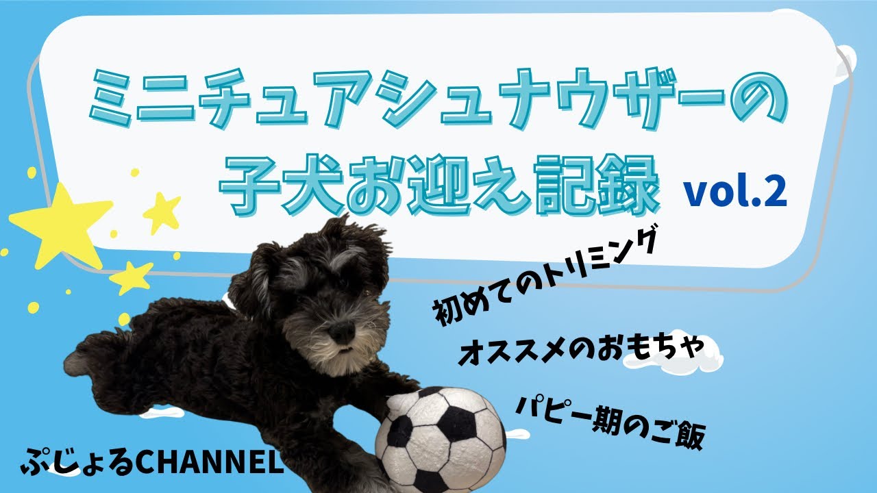 ミニチュアシュナウザーの子犬お迎え記録vol.2