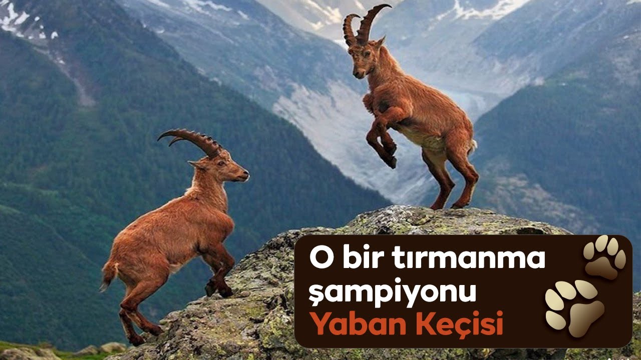 Sevimli, inatçı ve dağların tırmanma şampiyonu “Yaban Keçisi” #yabankeçisi#doğakaşifi#hayvanlaralemi