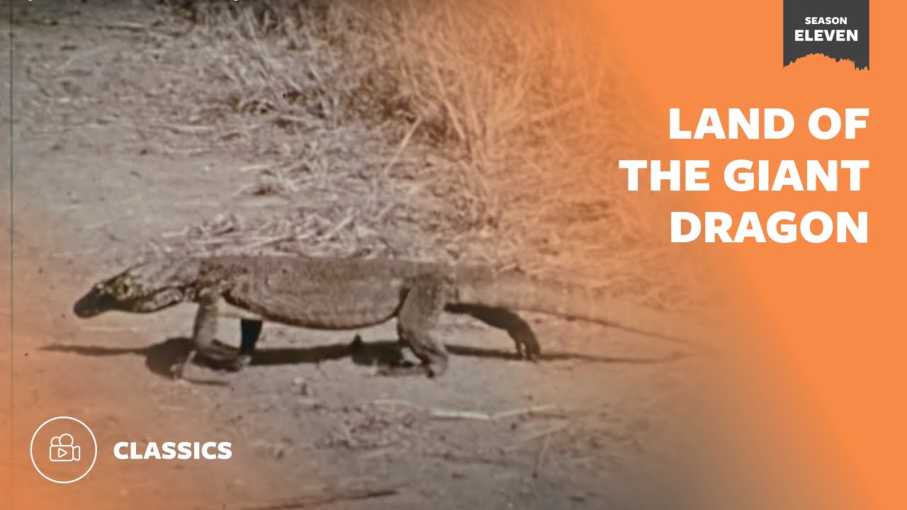 Land of the Giant Dragon  | Mutual of Omaha's Wild Kingdom