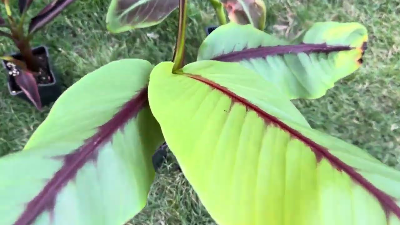 Neue Bananenpflanzen - Musa Nagensium - Super Black - Flower Banane - itinerans Indian Form